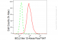 KD-Validated Anti-BCL2 like 12 Rabbit Monoclonal Antibody