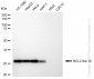 KD-Validated Anti-BCL2 like 12 Rabbit Monoclonal Antibody
