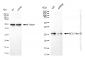 KD-Validated Anti-BCL2 like 12 Rabbit Monoclonal Antibody
