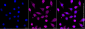 KD-Validated Anti-Exocyst Complex Component 2 Rabbit Monoclonal Antibody