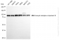 KD-Validated Anti-Exocyst Complex Component 2 Rabbit Monoclonal Antibody