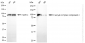 KD-Validated Anti-Exocyst Complex Component 2 Rabbit Monoclonal Antibody
