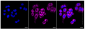 KD-Validated Anti-C1QBP Rabbit Monoclonal Antibody