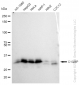KD-Validated Anti-C1QBP Rabbit Monoclonal Antibody