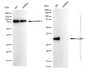 KD-Validated Anti-C1QBP Rabbit Monoclonal Antibody
