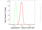 KD-Validated Anti-Calsyntenin 1 Rabbit Monoclonal Antibody