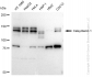 KD-Validated Anti-Calsyntenin 1 Rabbit Monoclonal Antibody