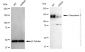 KD-Validated Anti-Calsyntenin 1 Rabbit Monoclonal Antibody