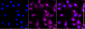 KD-Validated Anti-CAPG Rabbit Monoclonal Antibody