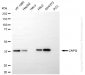 KD-Validated Anti-CAPG Rabbit Monoclonal Antibody