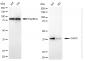 KD-Validated Anti-CAPG Rabbit Monoclonal Antibody