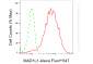 KD-Validated Anti-Mitotic Arrest Deficient 1 Like 1 Rabbit Monoclonal Antibody