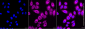 KD-Validated Anti-Mitotic Arrest Deficient 1 Like 1 Rabbit Monoclonal Antibody
