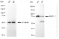 KD-Validated Anti-Mitotic Arrest Deficient 1 Like 1 Rabbit Monoclonal Antibody