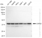 KD-Validated Anti-COPS3 Rabbit Monoclonal Antibody