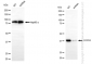 KD-Validated Anti-COPS3 Rabbit Monoclonal Antibody