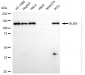 KD-Validated Anti-BUB1 Rabbit Monoclonal Antibody