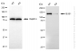 KD-Validated Anti-BUB1 Rabbit Monoclonal Antibody
