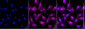 KD-Validated Anti-LIM Homeobox 3 Rabbit Monoclonal Antibody