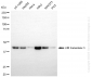 KD-Validated Anti-LIM Homeobox 3 Rabbit Monoclonal Antibody