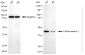 KD-Validated Anti-LIM Homeobox 3 Rabbit Monoclonal Antibody