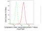 KD-Validated Anti-Cytoplasmic linker associated protein 1 Rabbit Monoclonal Antibody