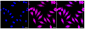 KD-Validated Anti-Cytoplasmic linker associated protein 1 Rabbit Monoclonal Antibody