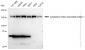 KD-Validated Anti-Cytoplasmic linker associated protein 1 Rabbit Monoclonal Antibody