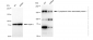 KD-Validated Anti-Cytoplasmic linker associated protein 1 Rabbit Monoclonal Antibody