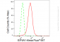 KD-Validated Anti-EIF4A1 Rabbit Monoclonal Antibody