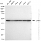 KD-Validated Anti-EIF4A1 Rabbit Monoclonal Antibody
