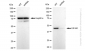 KD-Validated Anti-EIF4A1 Rabbit Monoclonal Antibody