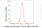 KD-Validated Anti-Phospho-beta Arrestin 1 (S412) Rabbit Monoclonal Antibody