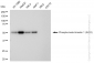 KD-Validated Anti-Phospho-beta Arrestin 1 (S412) Rabbit Monoclonal Antibody
