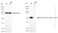 KD-Validated Anti-Phospho-beta Arrestin 1 (S412) Rabbit Monoclonal Antibody