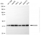KD-Validated Anti-BUB3 Mitotic Checkpoint Protein Rabbit Monoclonal Antibody