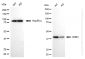 KD-Validated Anti-BUB3 Mitotic Checkpoint Protein Rabbit Monoclonal Antibody