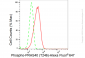 KD-Validated Anti-Phospho-PRAS40 (T246) Rabbit Monoclonal Antibody