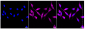 KD-Validated Anti-Phospho-PRAS40 (T246) Rabbit Monoclonal Antibody