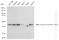 KD-Validated Anti-Phospho-PRAS40 (T246) Rabbit Monoclonal Antibody