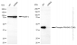 KD-Validated Anti-Phospho-PRAS40 (T246) Rabbit Monoclonal Antibody