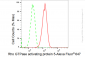 KD-Validated Anti-Rho GTPase activating protein 5 Rabbit Monoclonal Antibody