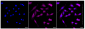 KD-Validated Anti-Rho GTPase activating protein 5 Rabbit Monoclonal Antibody
