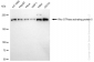 KD-Validated Anti-Rho GTPase activating protein 5 Rabbit Monoclonal Antibody