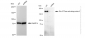KD-Validated Anti-Rho GTPase activating protein 5 Rabbit Monoclonal Antibody