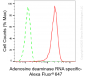 KD-Validated Anti-Adenosine Deaminase RNA Specific Rabbit Monoclonal Antibody