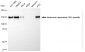 KD-Validated Anti-Adenosine Deaminase RNA Specific Rabbit Monoclonal Antibody