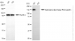 KD-Validated Anti-Adenosine Deaminase RNA Specific Rabbit Monoclonal Antibody