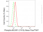 KD-Validated Anti-Phospho-BCAR1 (Y410) Rabbit Monoclonal Antibody
