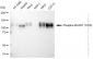 KD-Validated Anti-Phospho-BCAR1 (Y410) Rabbit Monoclonal Antibody